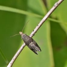 Tinagma perdicella - Vejačka malinová