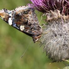 Babôčka admirálska