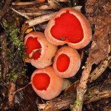 Ohnivec šarlátový