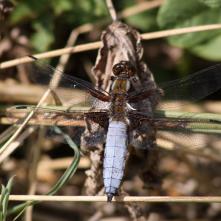 Vážka ploská-samček