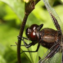 Vážka ploská-samček, detail