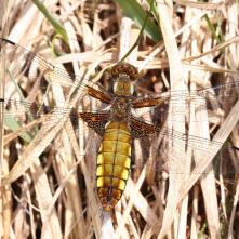 Vážka ploská-samička