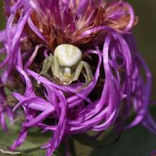 Kvetárik dvojtvarý