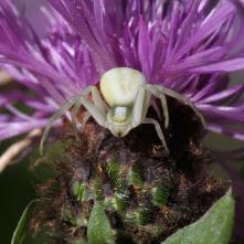 Kvetárik dvojtvarý