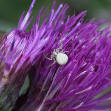 Kvetárik dvojtvarý