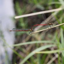 Šidielko červené-párik