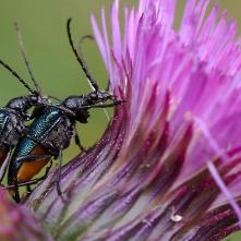 Fúzače Gaurotes virginea