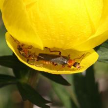 Snehulčík sivočierný Cantharis fusca