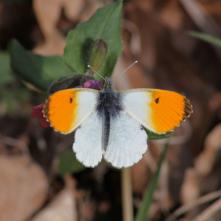 Mlynárik rešetliakový