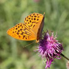 Perlovec striebristopásový