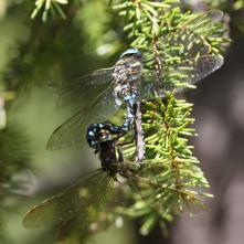 Šidlo modré - párik