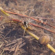 Tegenaria ferruginea