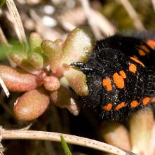 Húsenica Jasoňa červenookého