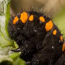 Húsenica Jasoňa červenookého