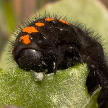 Húsenica Jasoňa červenookého