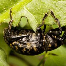 Tvrdoň deväťsilový