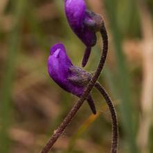 Sfinga - kvety tučnice obyčajnej