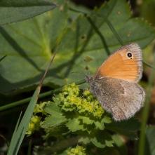 Očkáň pohánkový