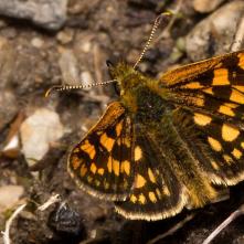 Súmračník skorocelový