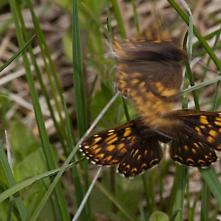 Nedočkavá samica hájovníka prvosienkového