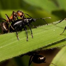 V obkľúčení mravcov