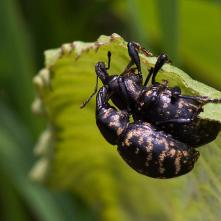 Tvrdoň deväťsilový - párik