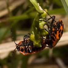Bzdocha červená pri kopulácii