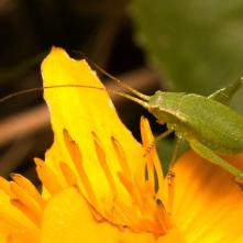 Kobylka Leptophyes albovittata -  nymfa
