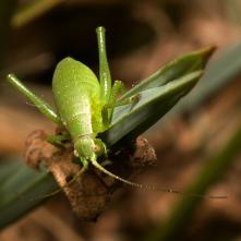 Kobylka Leptophyes albovittata - nymfa