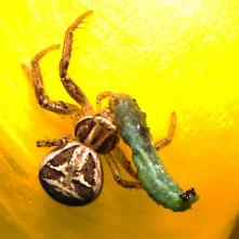 Bežník Xysticus erraticus s husenicou