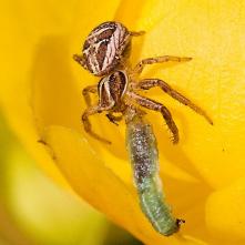 Bežník Xysticus erraticus s húsenicou