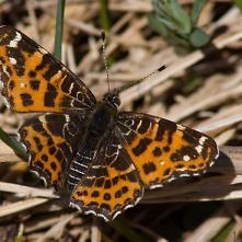 Babôčka sieťkovaná - jarná generácia
