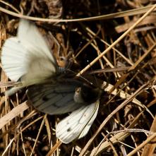 Mlynáriky pred kopuláciou
