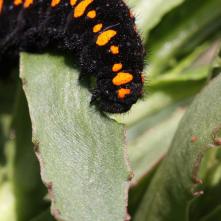 Húsenica Jasoňa červenookého