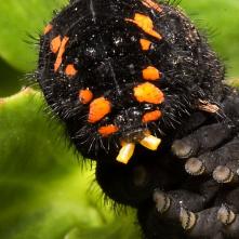 Húsenica jasoňa červvenookého