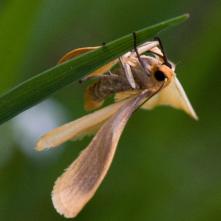 Motýlik po vyliahnutí