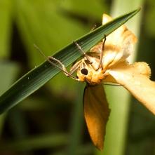 Motýlik po vyliahnutí