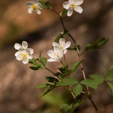 Veterník žltuškový