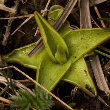Ružica tučnice obyčajnej