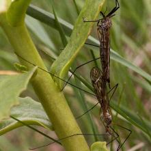 Tipuly pri kopulácii