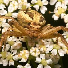 Bežník Xysticus erraticus