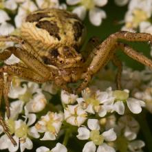 Bežník Xysticus erraticus