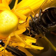 Samička kvetárika s korisťou