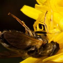 Kvetárik s korisťou