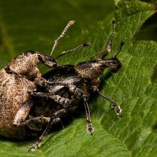 Párik tvrdoňov smrekových pri kopulácii