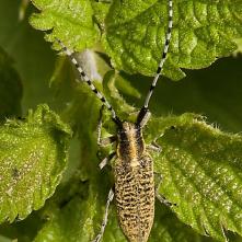 Vrzúnik úzkoštitový