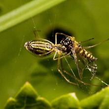 Pavúčik s korisťou