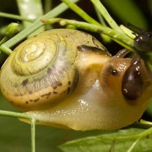 Malý a veľký brat