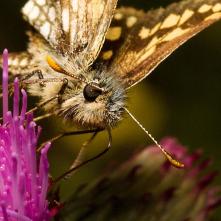 Súmračník skorocelový