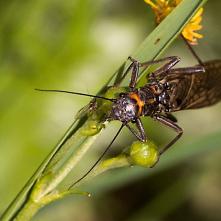 Pošvatka Perla abdominalis